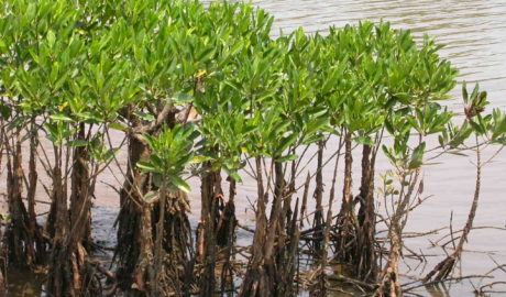 Mangrove image