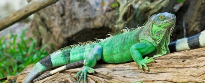 Iguana