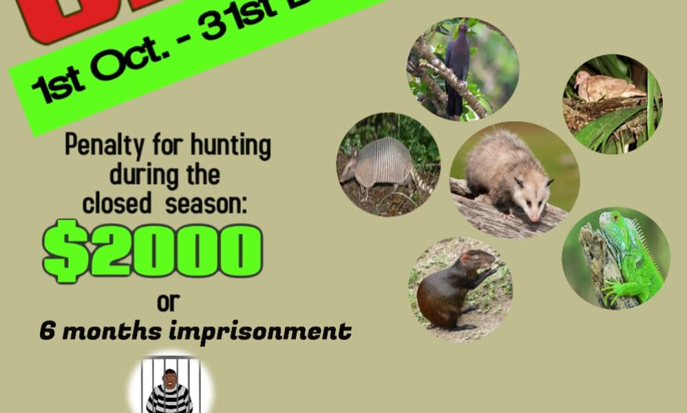 Shortened Hunting Season Re-open - Forestry Services St. Vincent and the  Grenadines